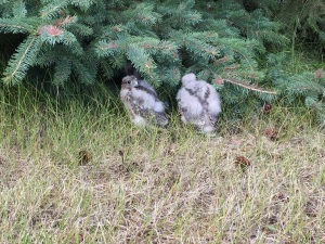 "Всякое дыхание хвалит Господа...". Птенчики совы.