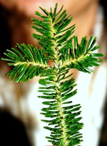 Рождественская ветка ели в виде креста.